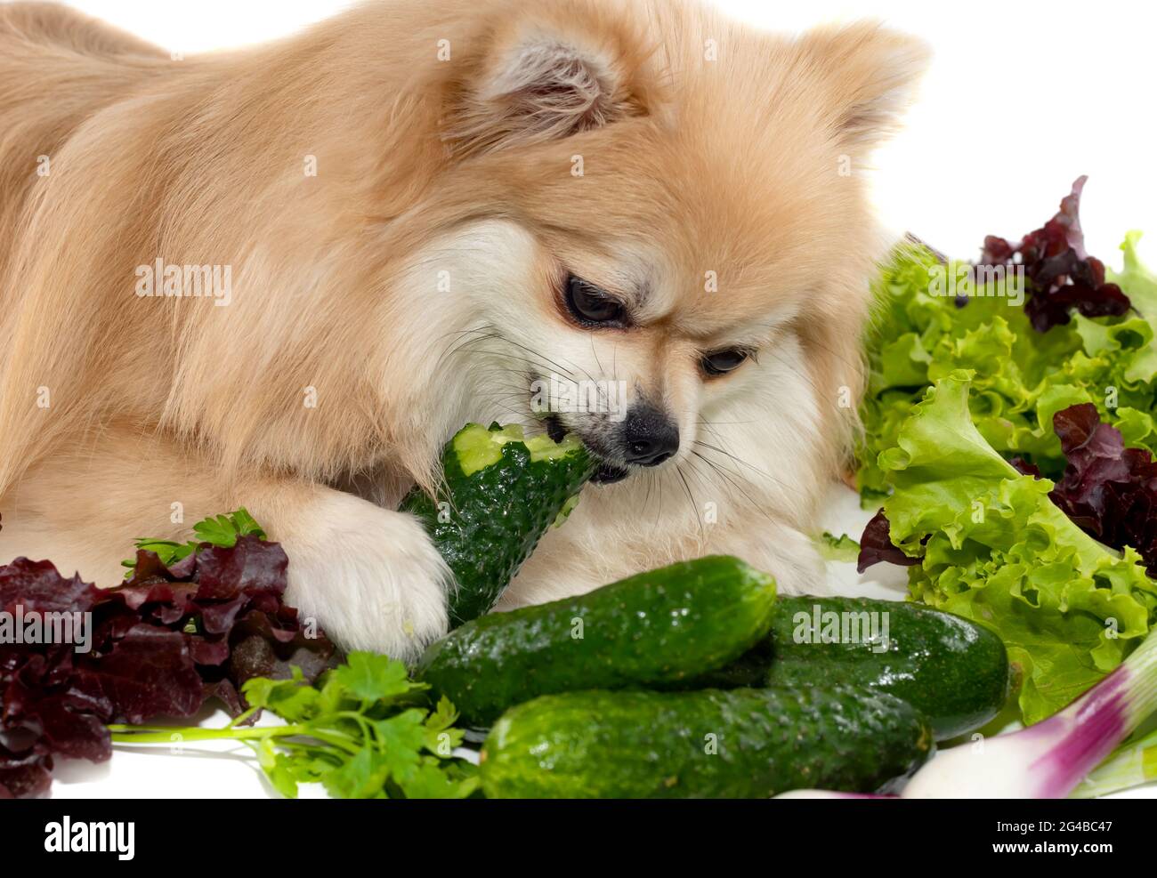 Can Dogs Eat Lettuce And Cucumber