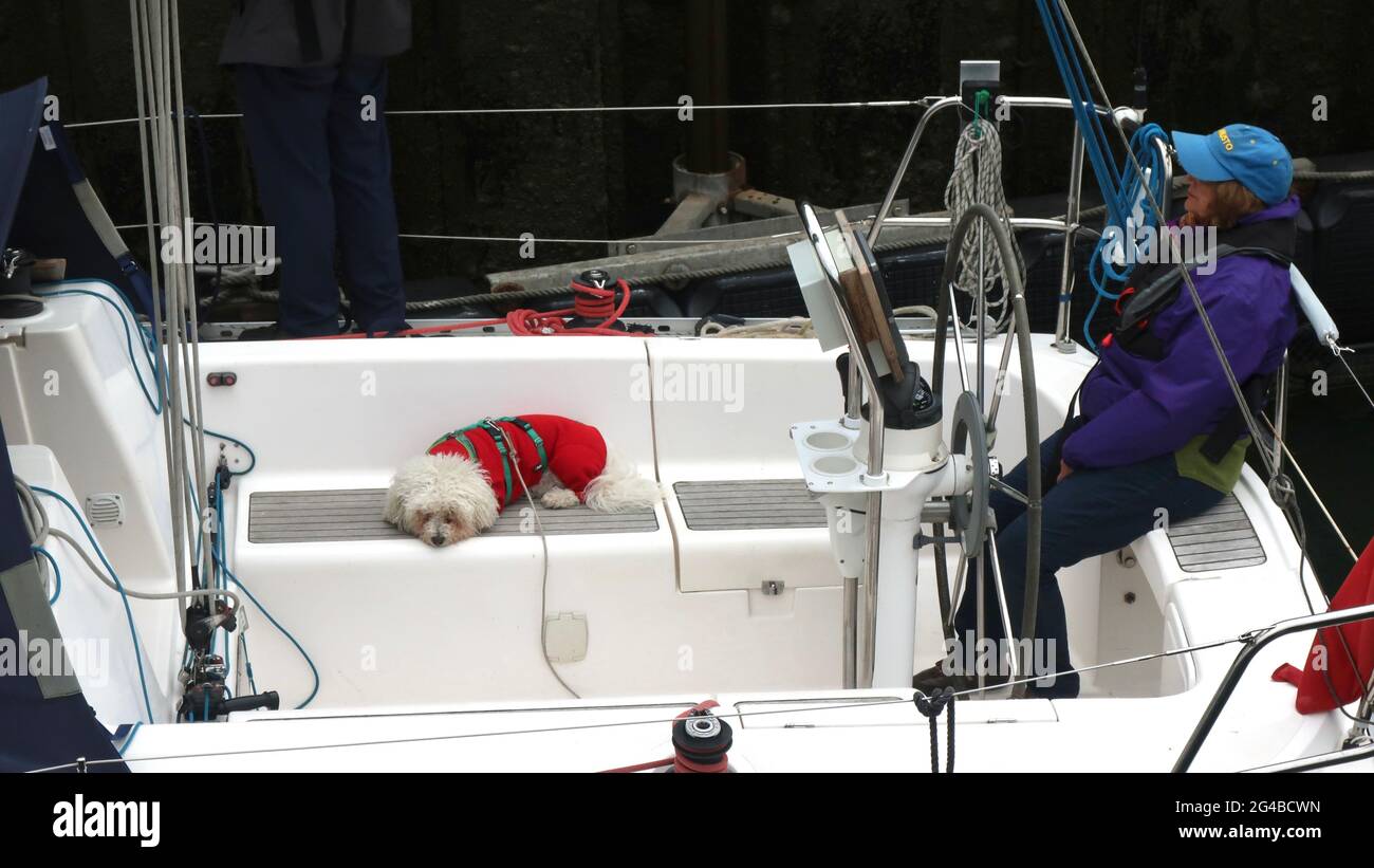 Shotley Gate, Suffolk 20 June 2021 Small pet dog in a red overcoat