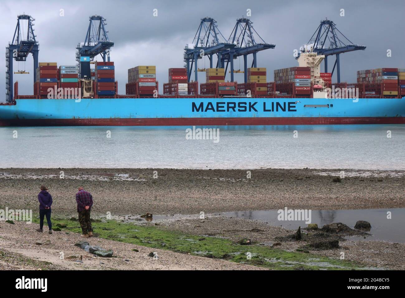 Shotley Gate, Suffolk - 20 June 2021: Maersk Line Herrera cargo container ship docked in the port of Felixstowe. People walking on Shotley beach in the foregound. Stock Photo