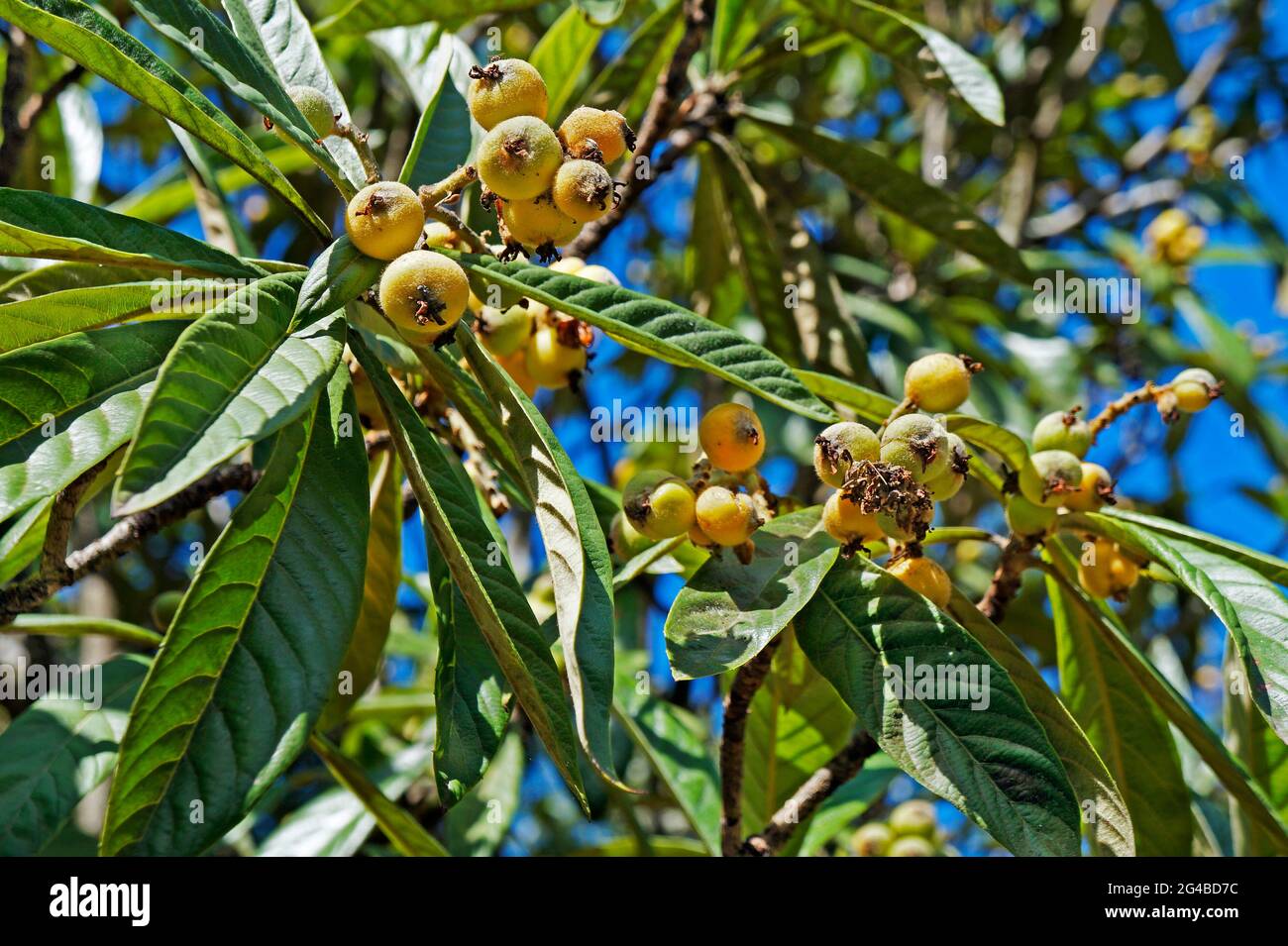 Loquat fruits on tree (Eriobotrya japonica) Stock Photo