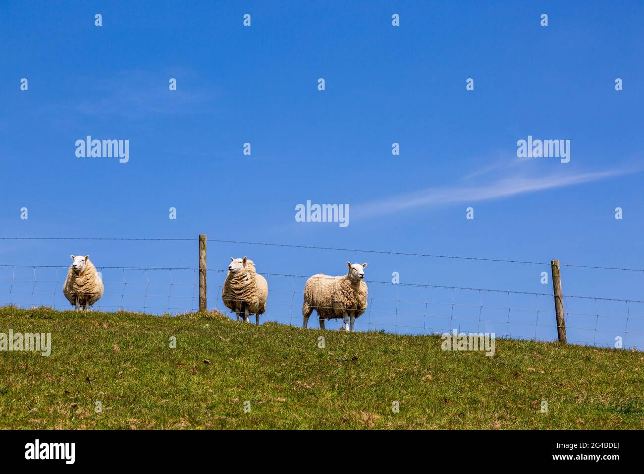 Domestic sheep admiring the view from the summit of a hill in the Dorset countryside, England Stock Photo