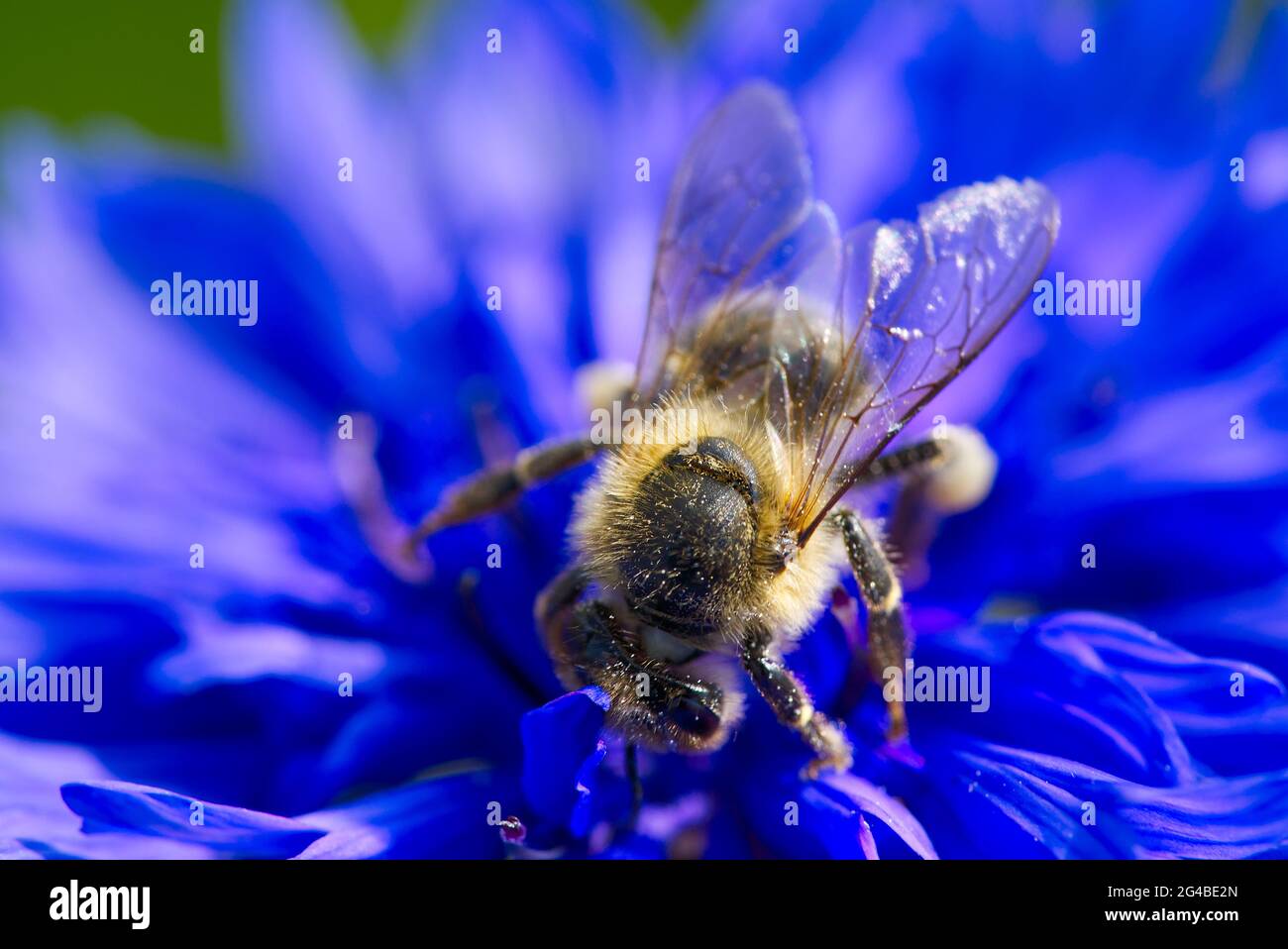 Bee collects pollen from a cornflower. blue cornflower with bee, close up on natural background Stock Photo