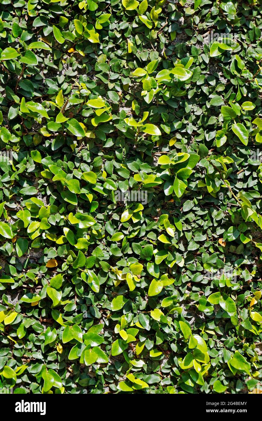 Creeping fig or climbing fig (Ficus pumila Stock Photo Alamy