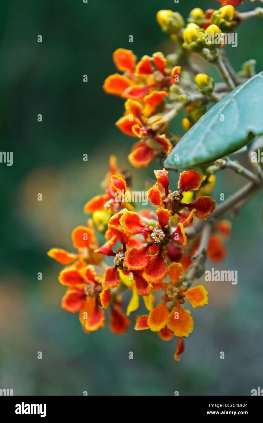 Wild orange flowers on tropical rainforest Stock Photo Alamy
