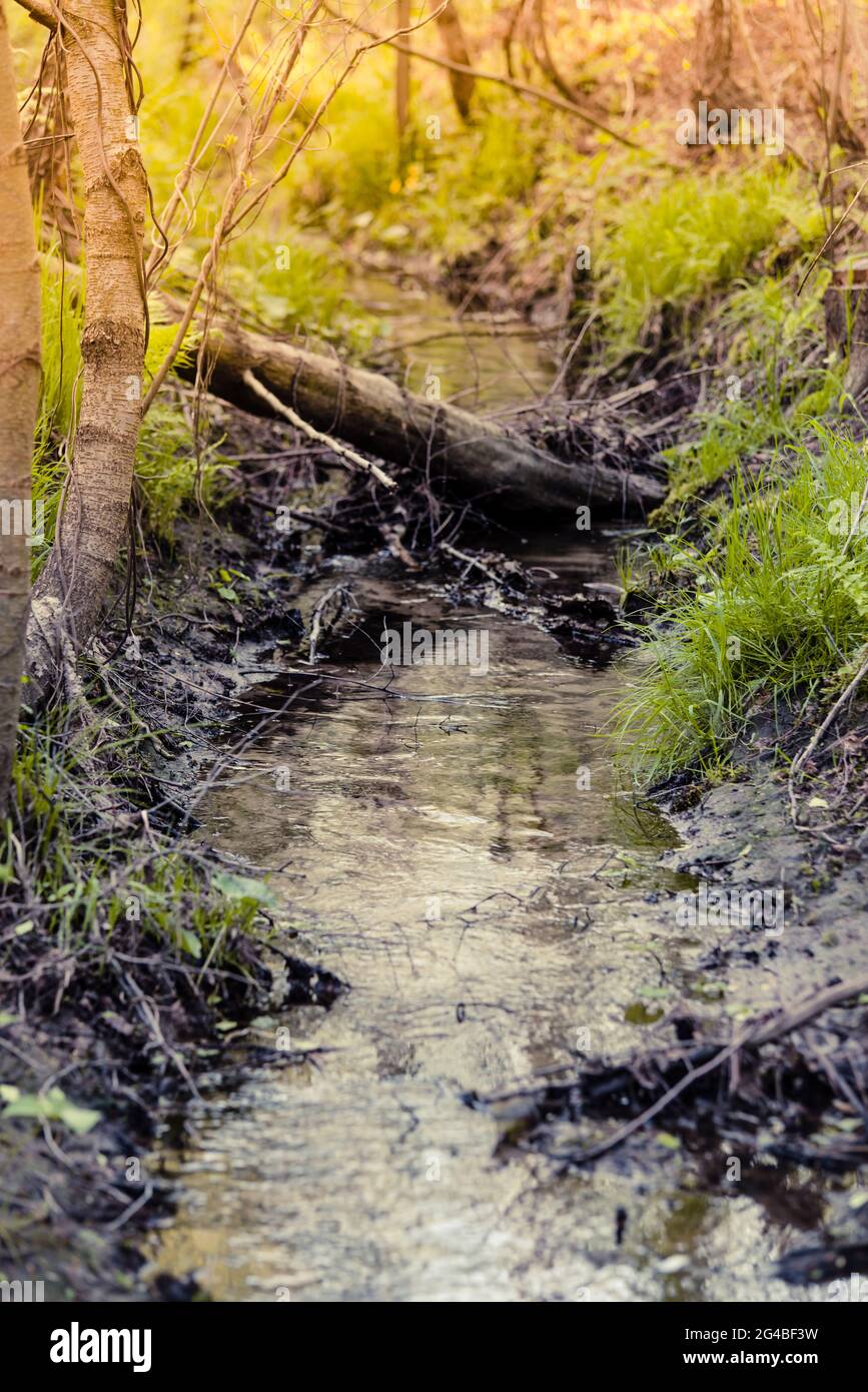 A narrow stream flowing through the forest in the sunlight Stock Photo ...