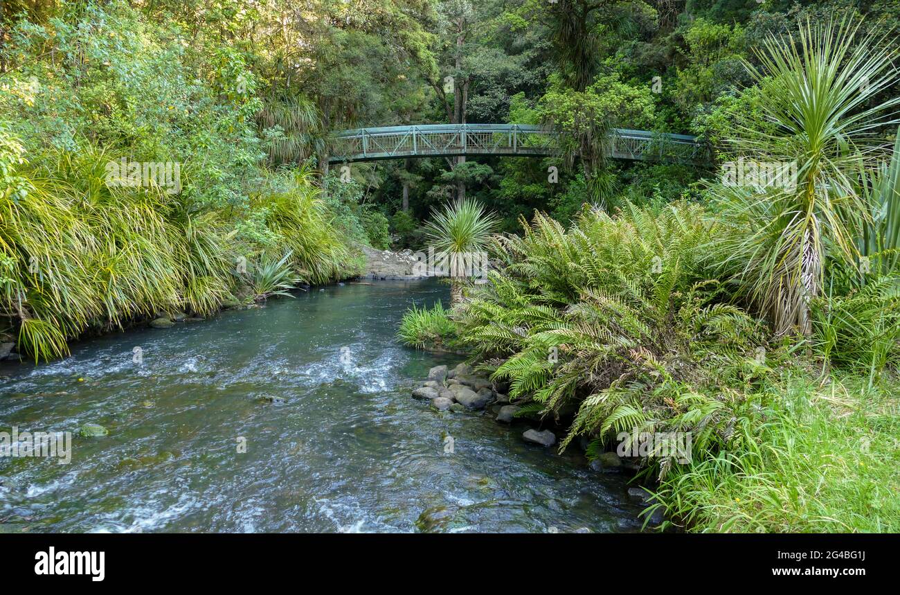 Natural scenery around Whangarei Falls in New Zealand Stock Photo