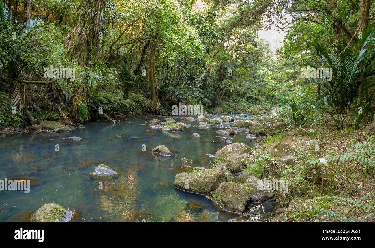 Natural scenery around Whangarei Falls in New Zealand Stock Photo