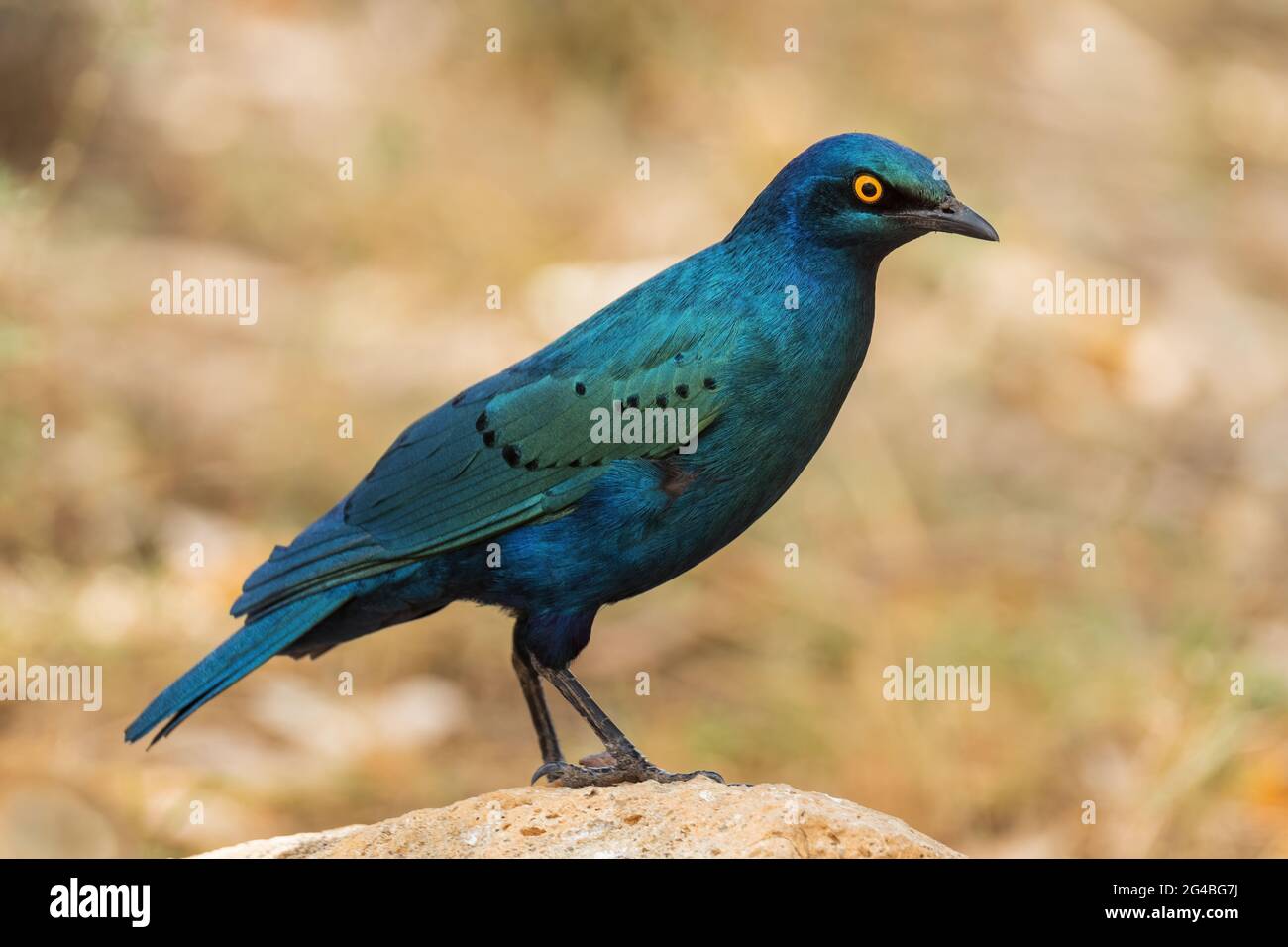 Greater Blue-eared Glossy-starling - Lamprotornis chalybaeus, beautiful blue perching bird from African woodlands, bushes and gardens, Ethiopia Stock Photo