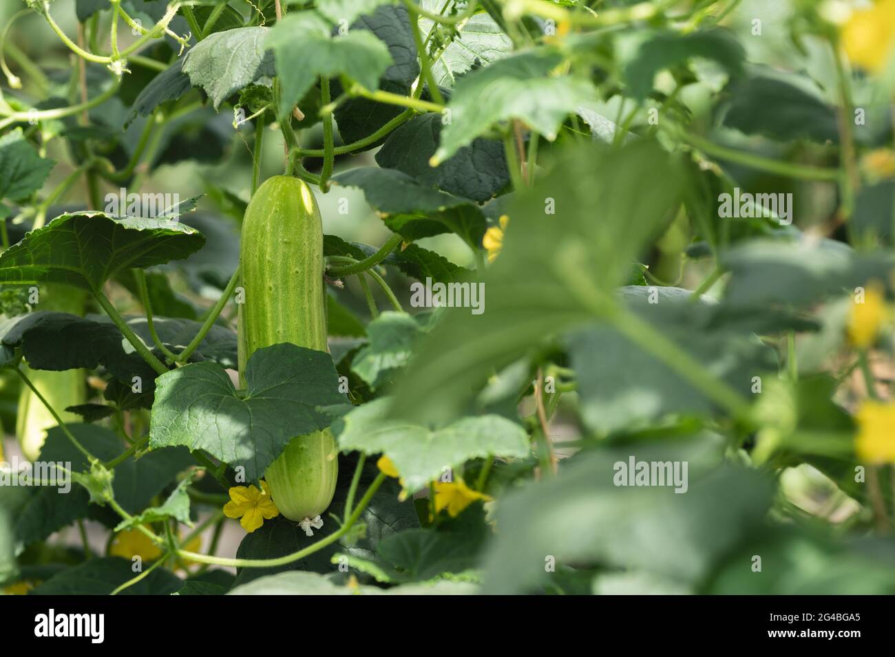 A cucumber plant with cucumber Stock Photo