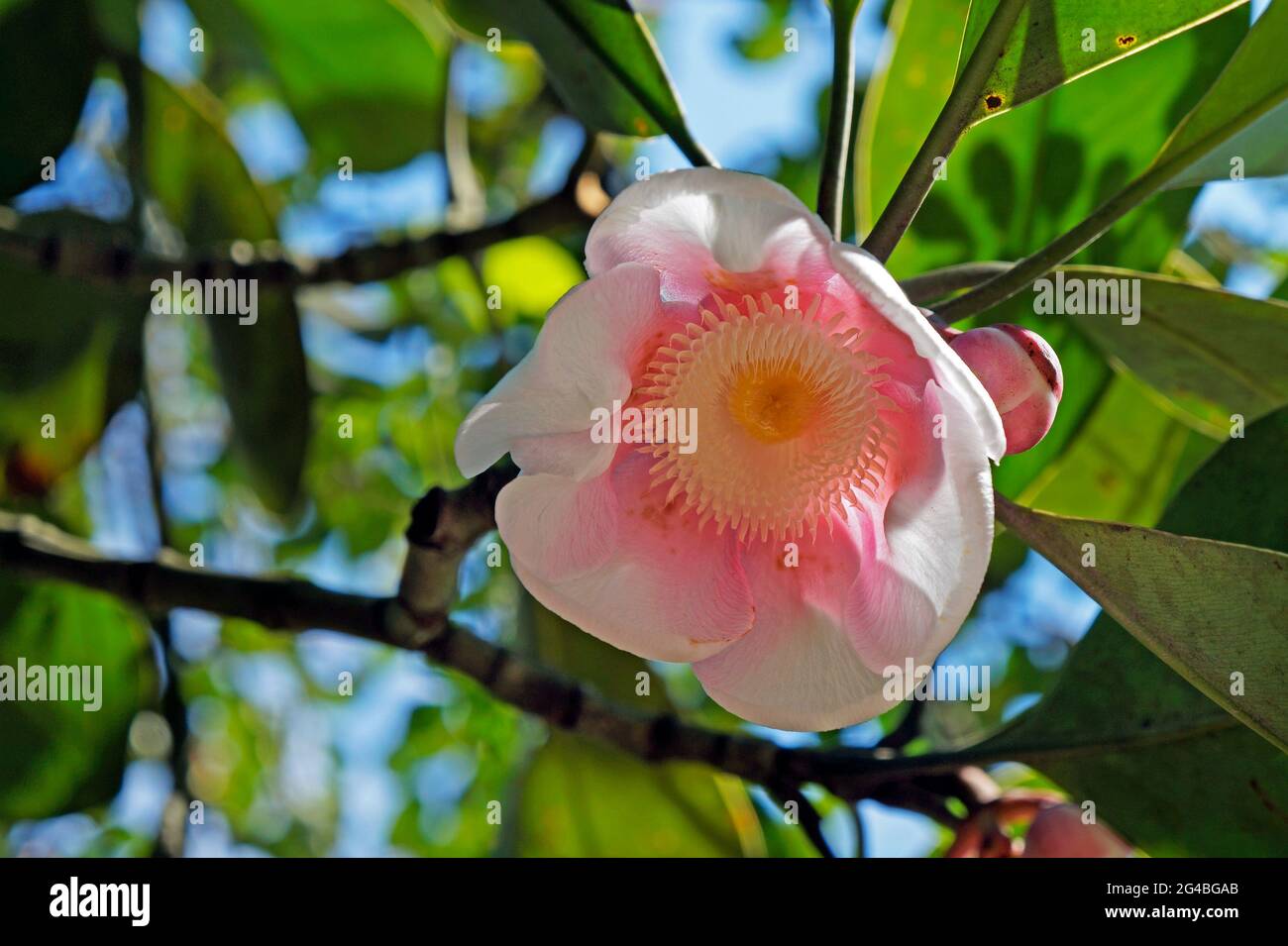 Clusia flower on tree (Clusia grandiflora) Stock Photo