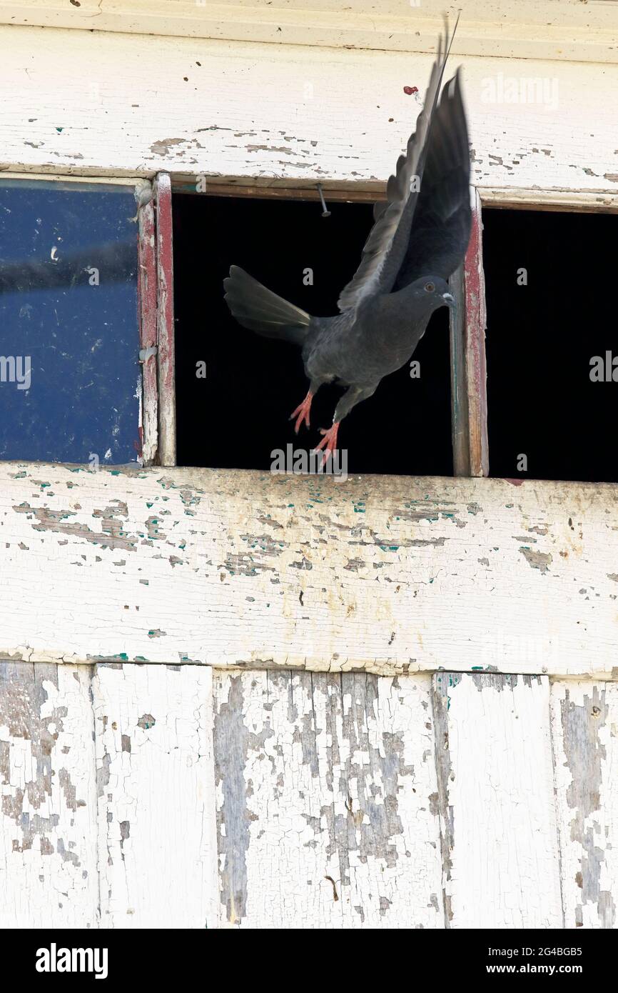 A pigeon flying from a darkened building with a broken window. Free at Last and Juneteenth allegorical image. Stock Photo