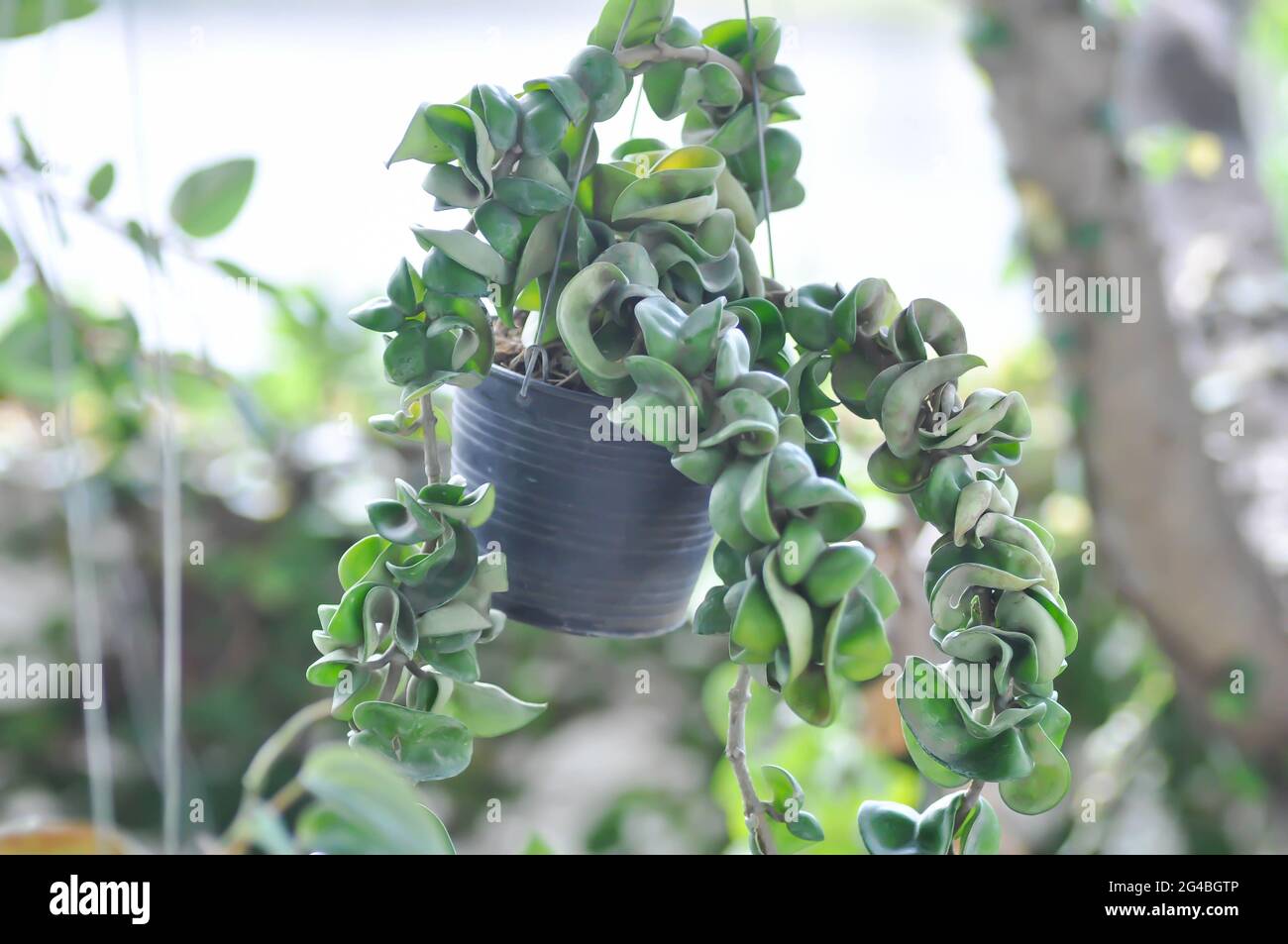 Hoya carnosa compacta,Hoya Compacta plant Stock Photo - Alamy
