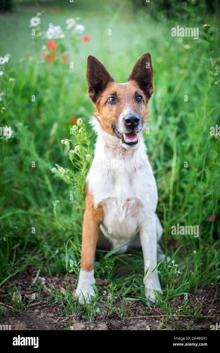 Smooth haired Fox Terrier Stock Photo