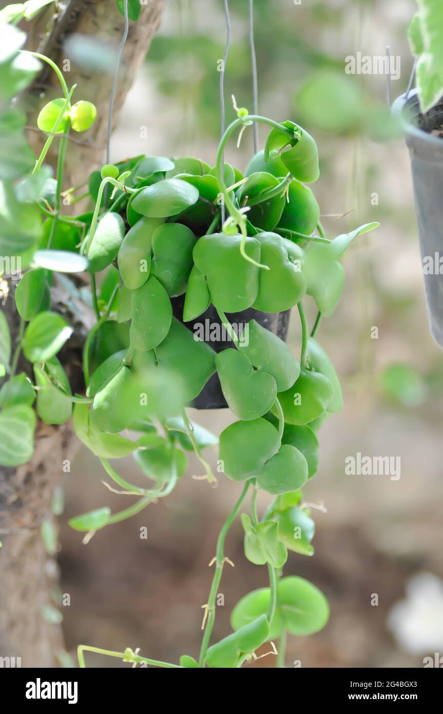 Conchophyllum imbricatum Blume  or Ant Plant or Dischidia plant Stock Photo