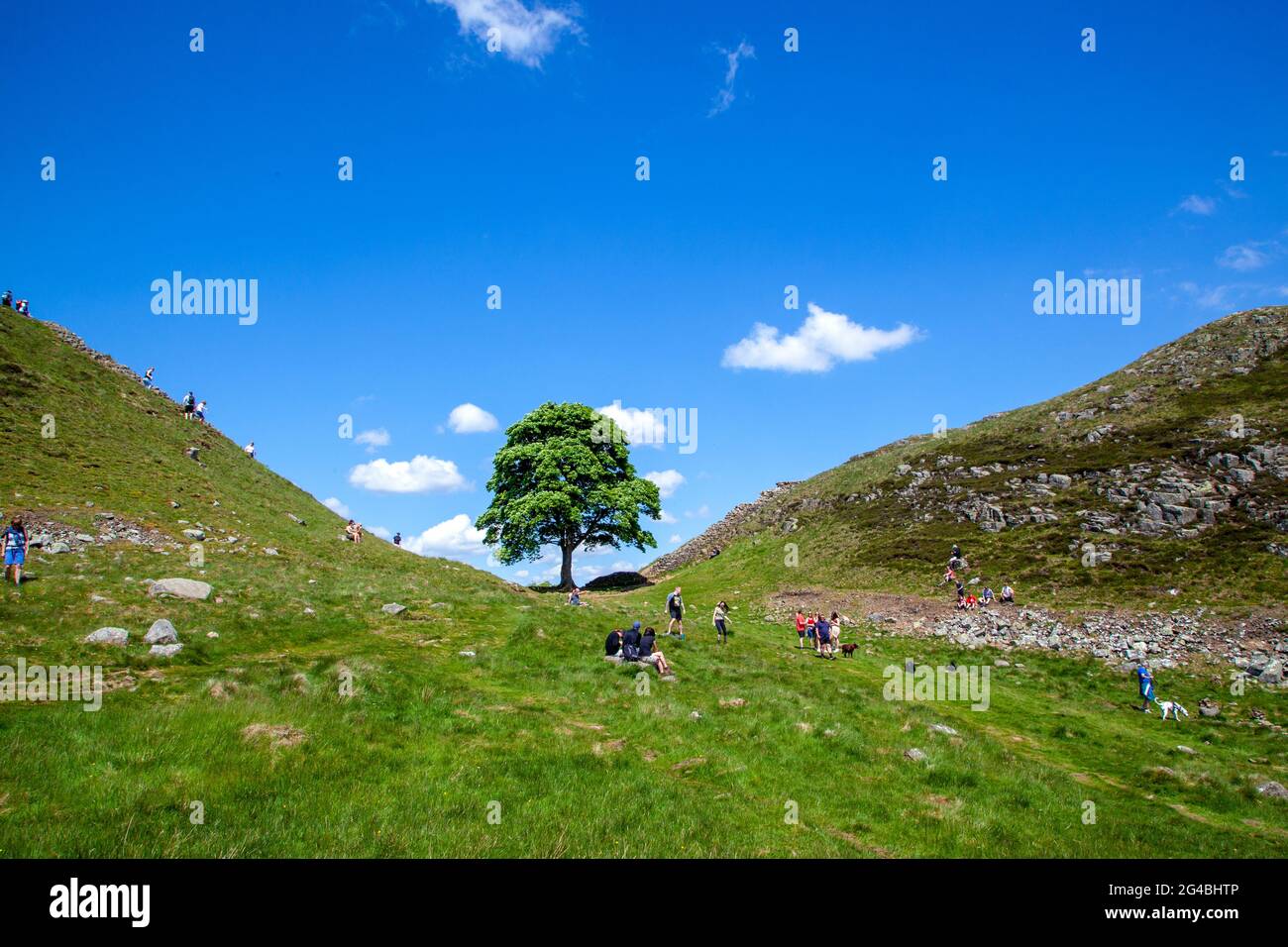 Sycamore Gap the iconic view of a single Sycamore tree on the Hadrian's