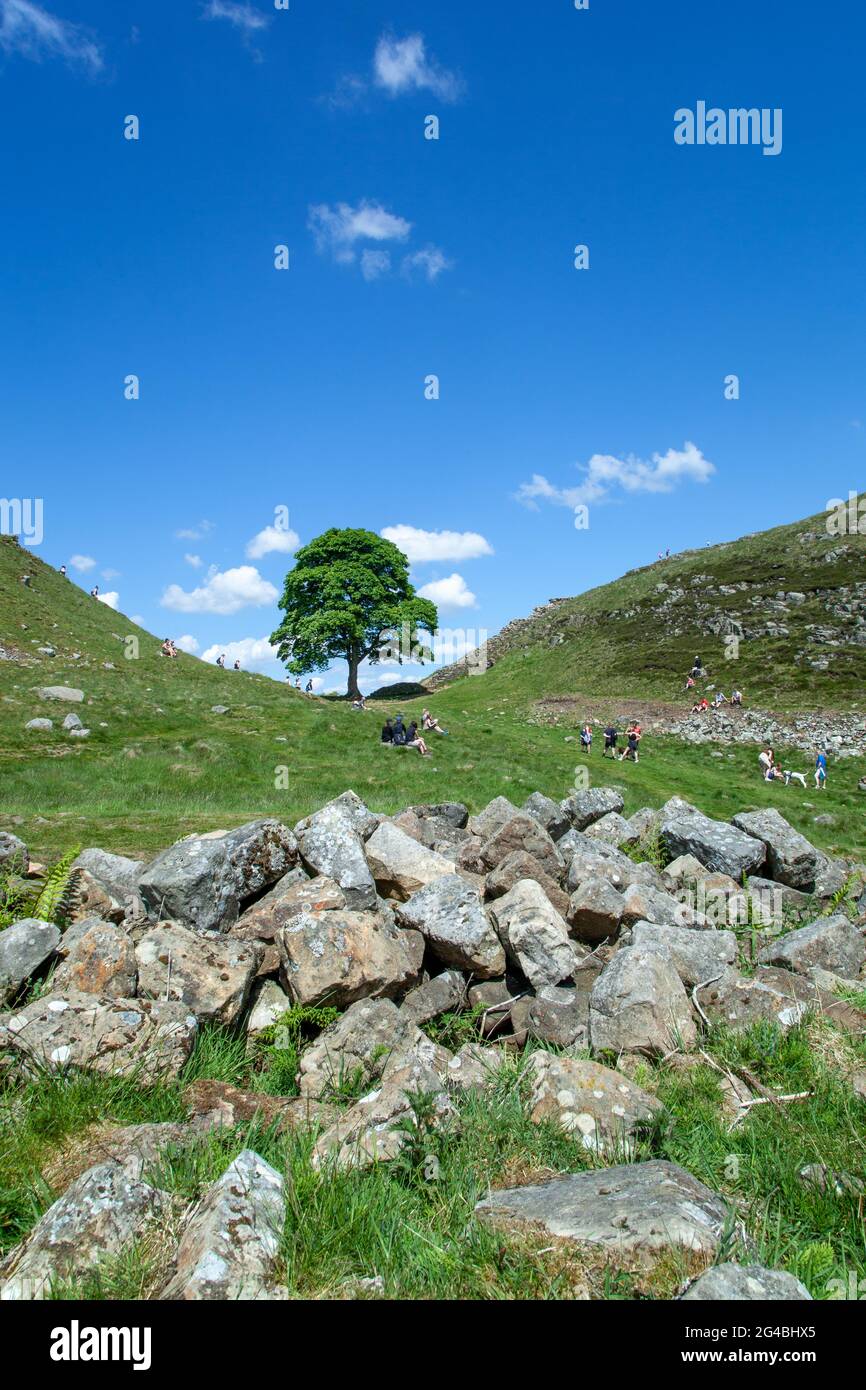 Sycamore Gap the iconic view of a single Sycamore tree on the Hadrian's Wall long distance footpath national trail Northumberland England UK Stock Photo