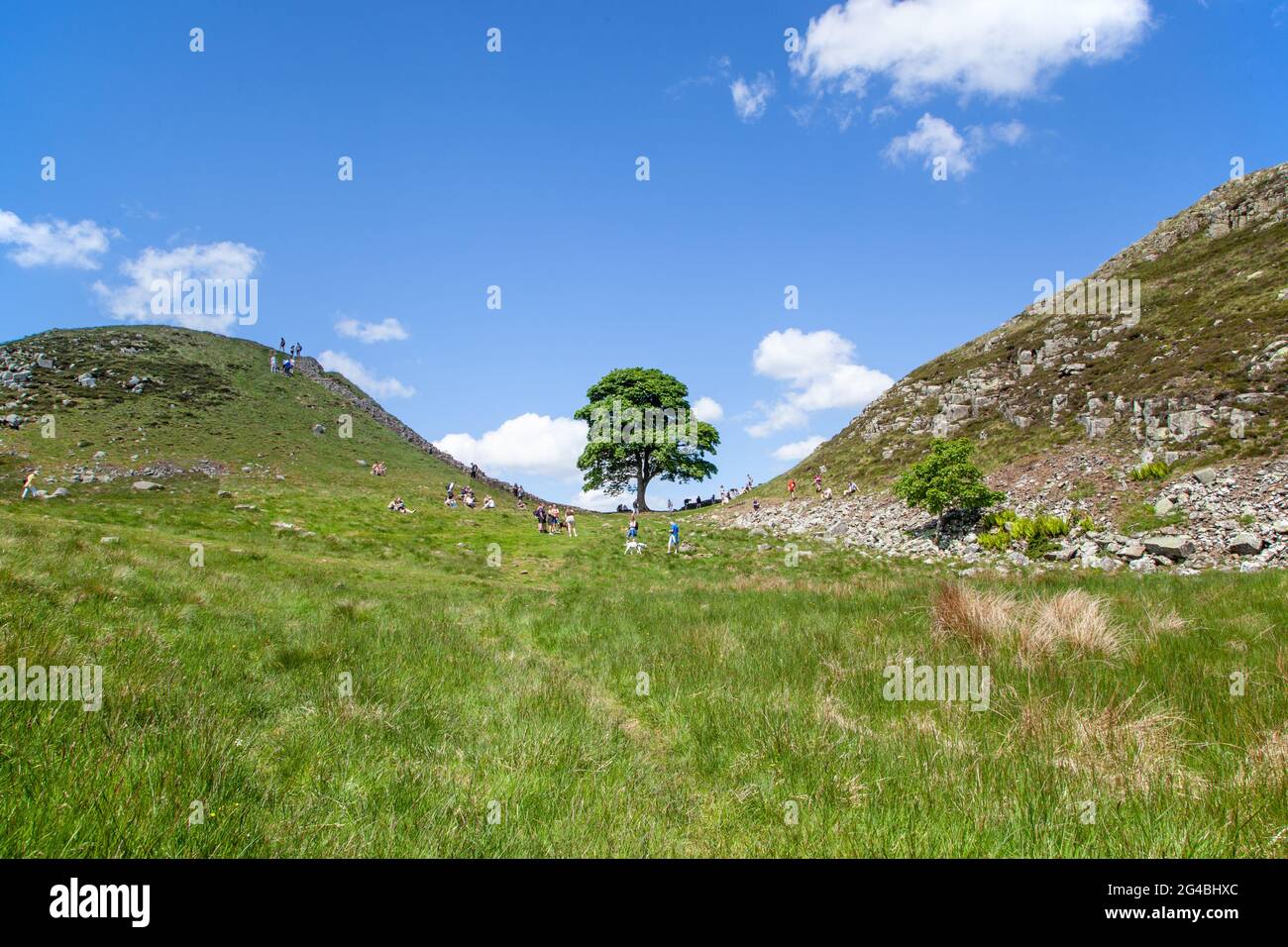 Sycamore Gap the iconic view of a single Sycamore tree on the Hadrian's Wall long distance footpath national trail Northumberland England UK Stock Photo