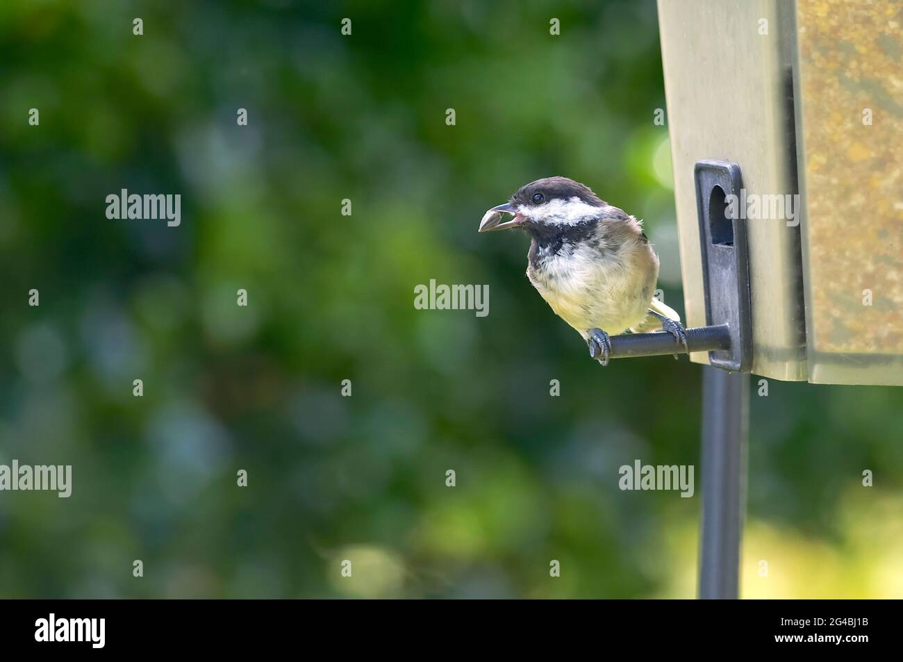 Black-capped Chickadee (Poecile atricapillus) at the bird feeder with a sunflower seed. Stock Photo