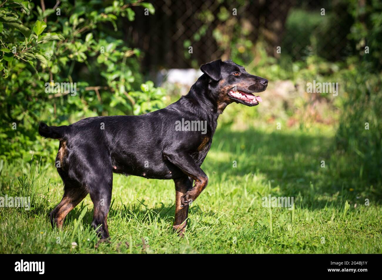 Heideterrier standing hi-res stock photography and images - Alamy