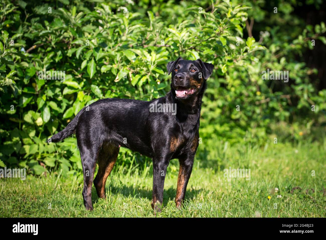 German terrier hi-res stock photography and images - Alamy