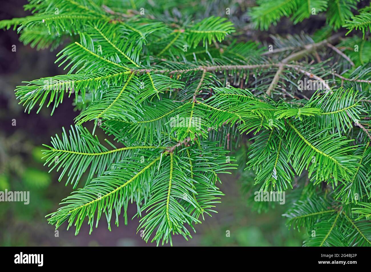 Grand Fir tree (Abies grandis) new growth showing bright green needles. Stock Photo