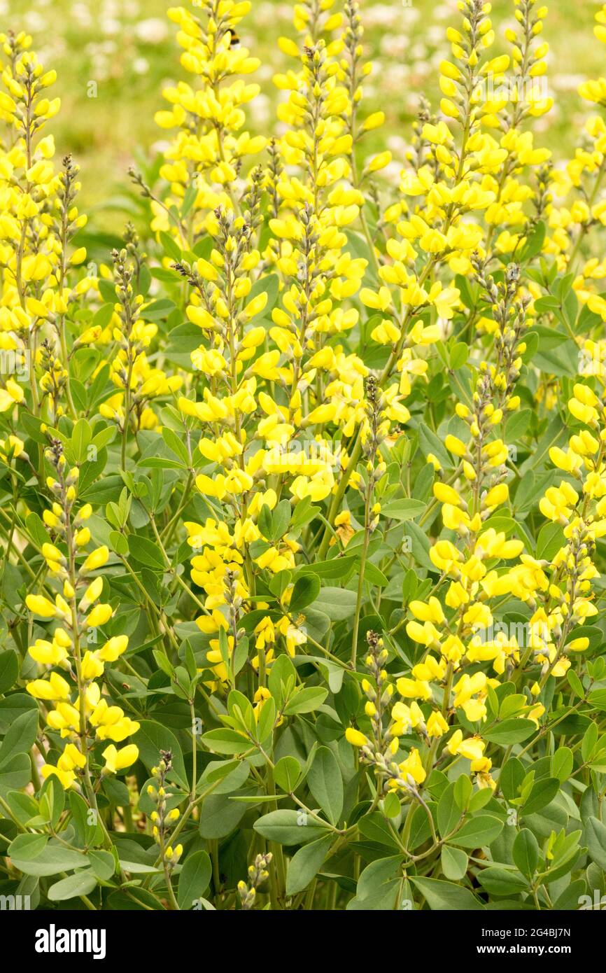 Baptisia sphaerocarpa Yellow wild indigo flower Stock Photo