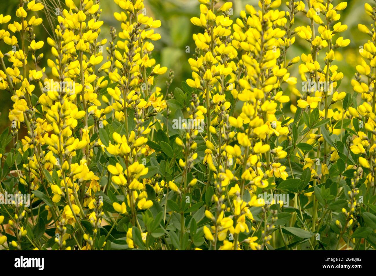 Baptisia sphaerocarpa Yellow wild indigo flowers Stock Photo