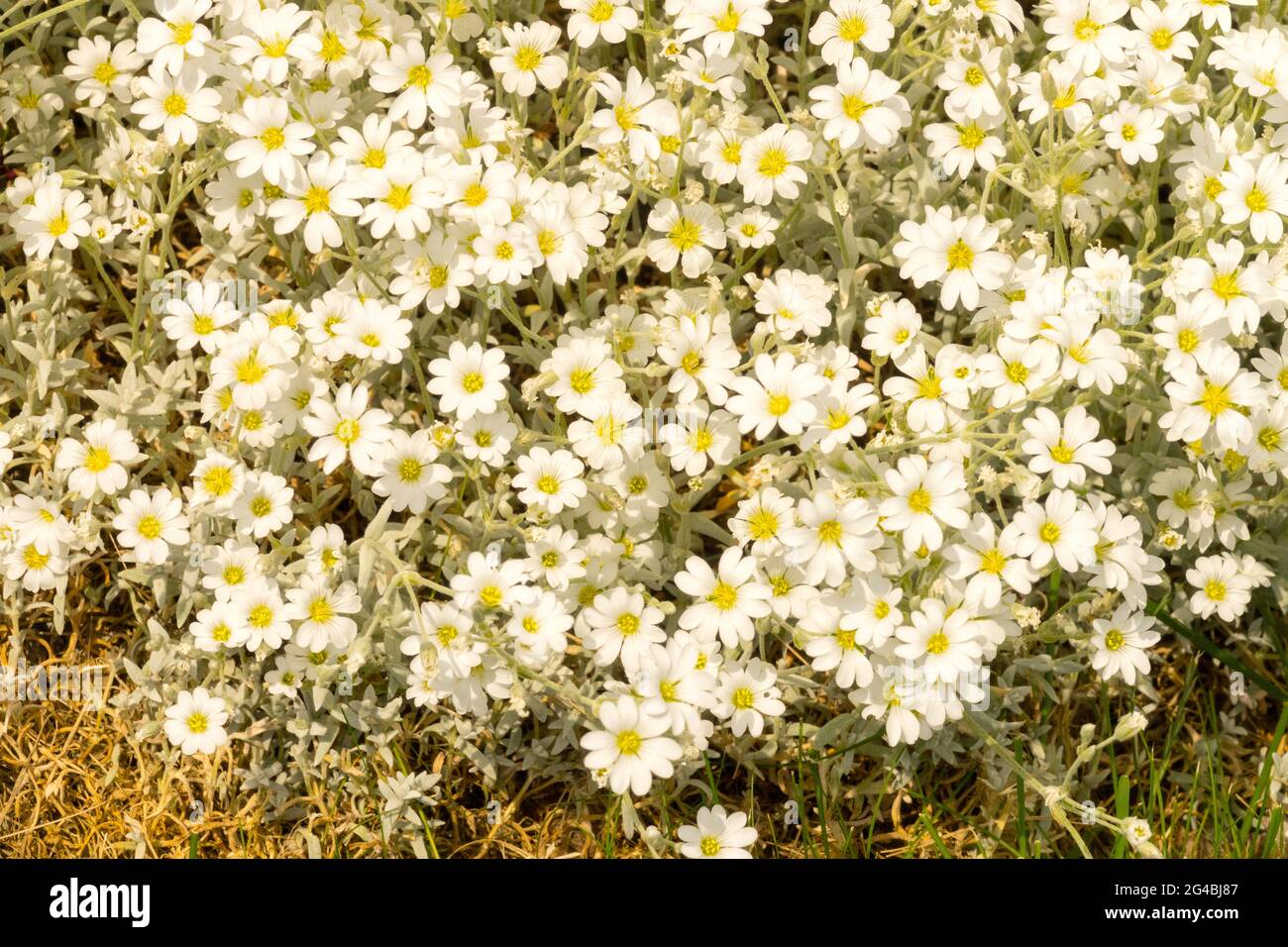 Cerastium tomentosum, Snow-in-Summer Stock Photo