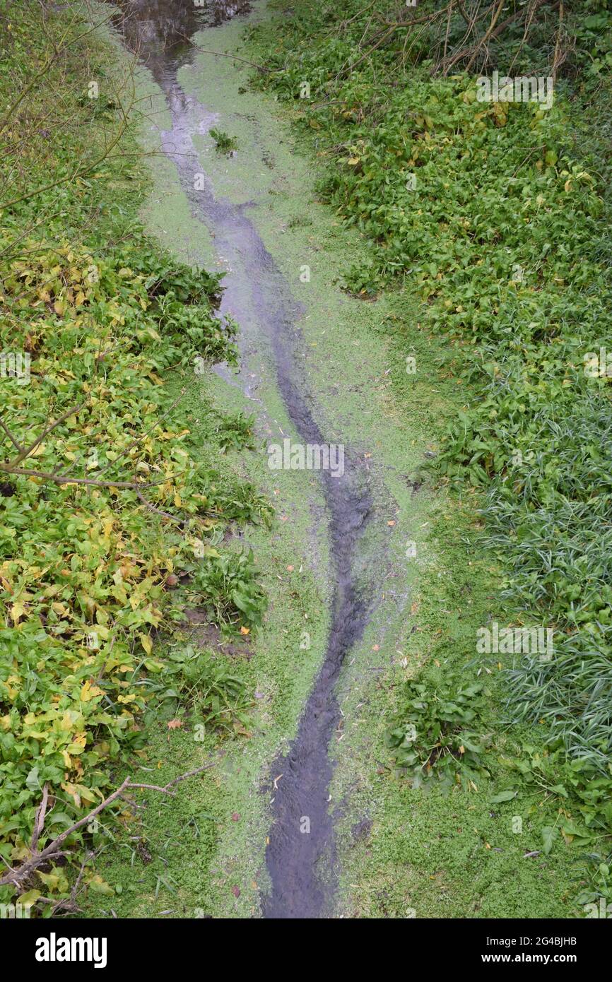 A narrow stream flowing through a field with green grass Stock Photo ...