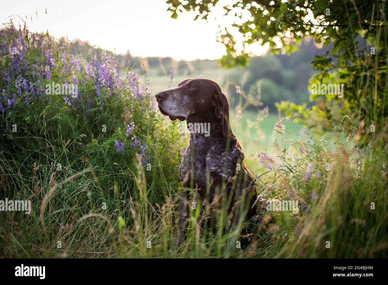 Deutsch Kurzhaar (German Shorthaired Pointer) Stock Photo