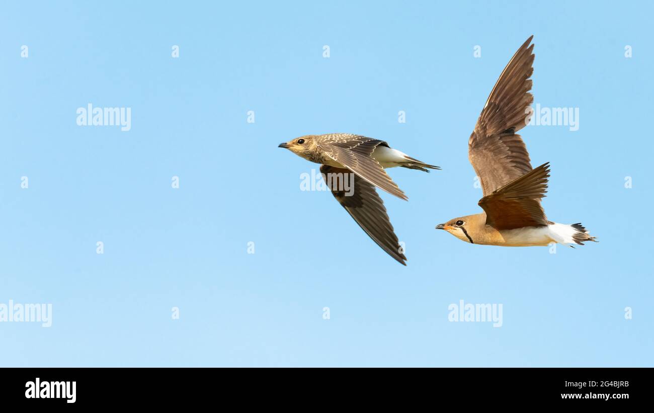 Juvenile and adulte Oriental Pratincole in flight isolated on light blue background Stock Photo