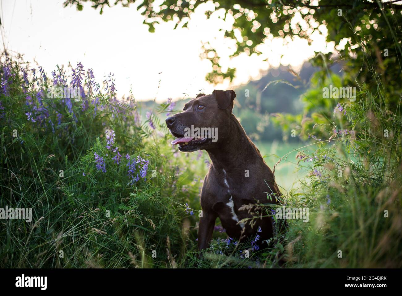 Mixbred dog in the evening sun Stock Photo
