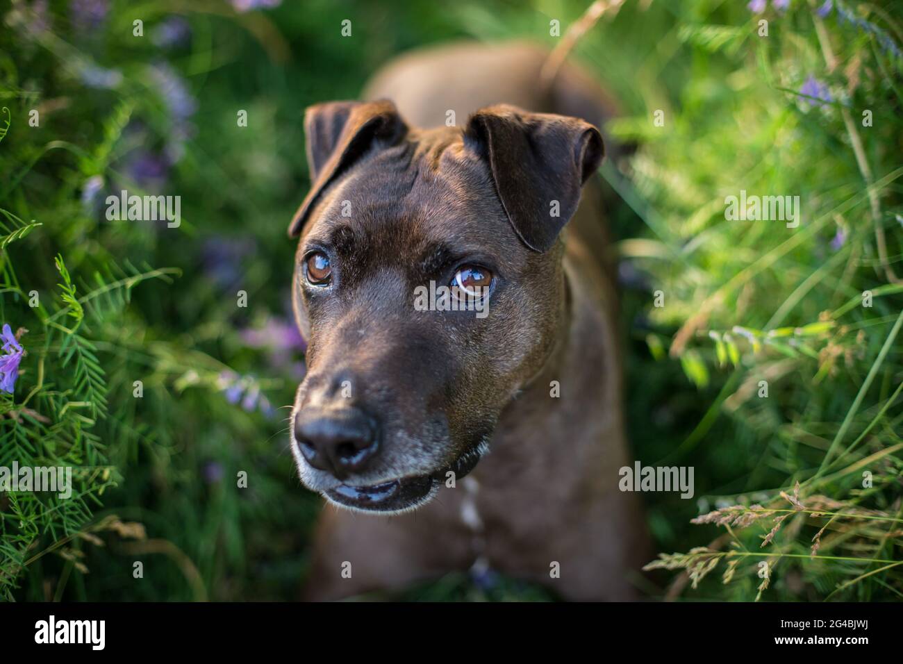 Mixbred dog in the evening sun Stock Photo