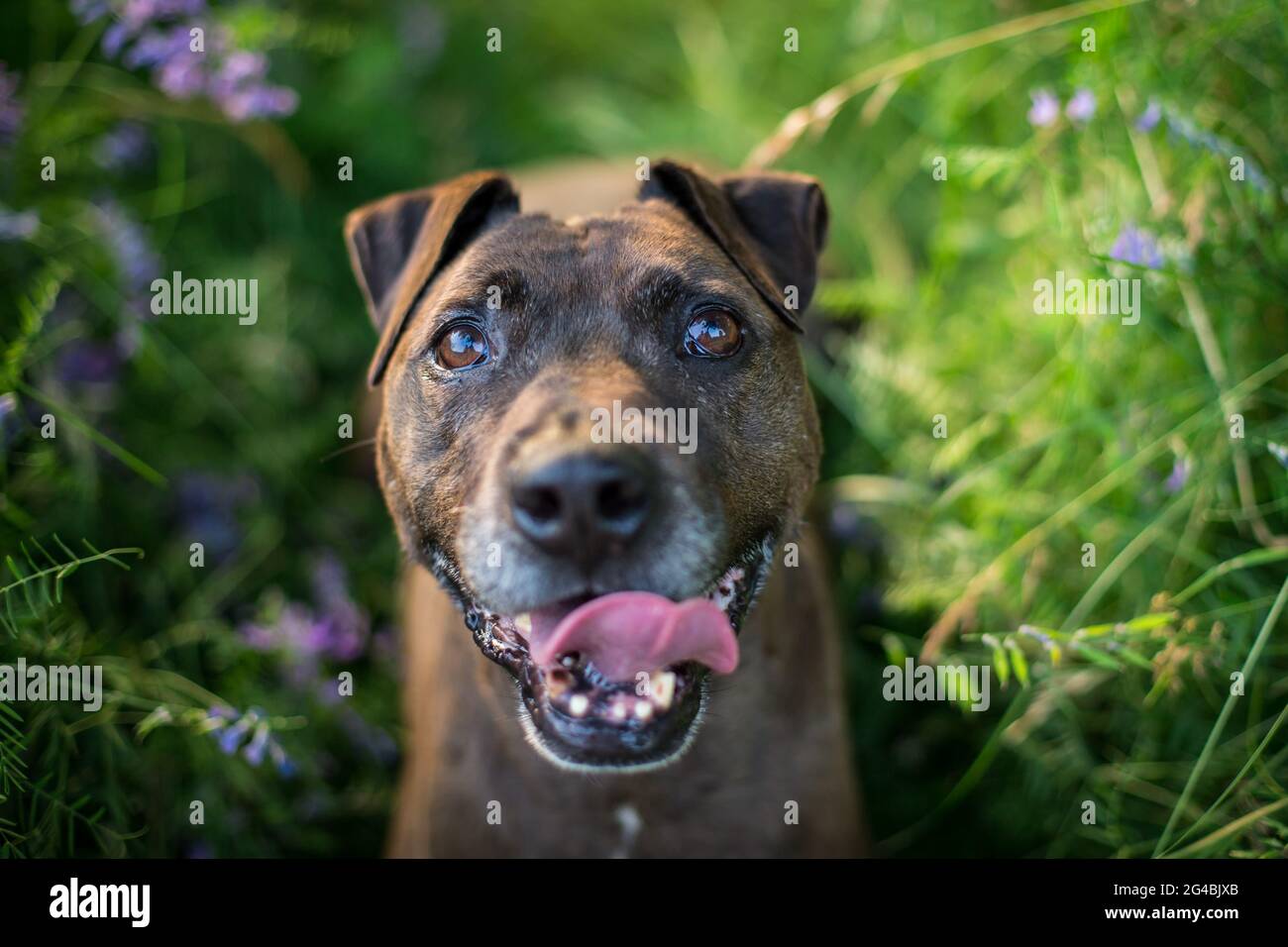 Mixbred dog in the evening sun Stock Photo