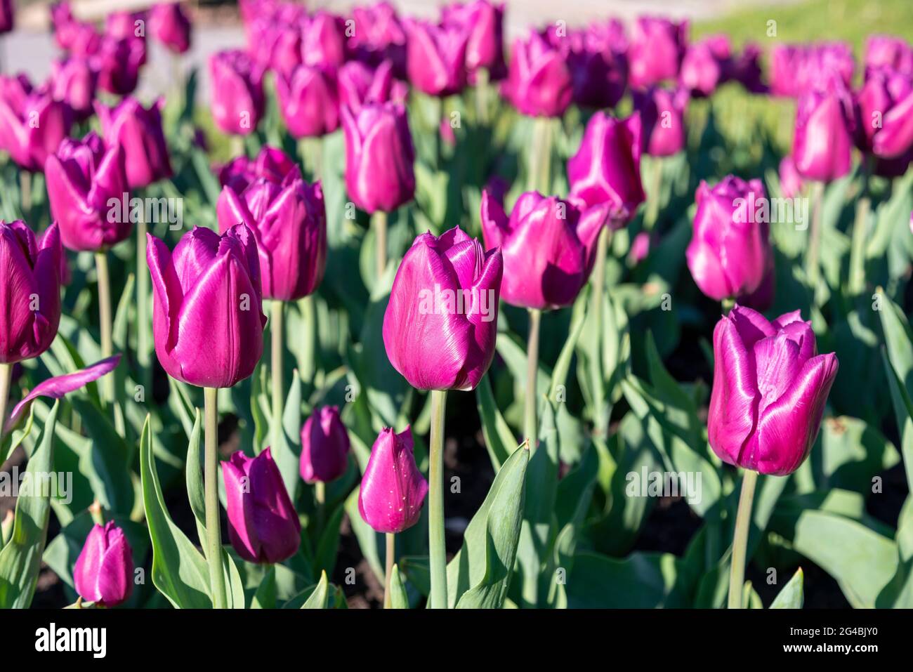 Many buds of dark purple blossoming tulips in the garden. Flowerbed with pink tulips in spring Stock Photo