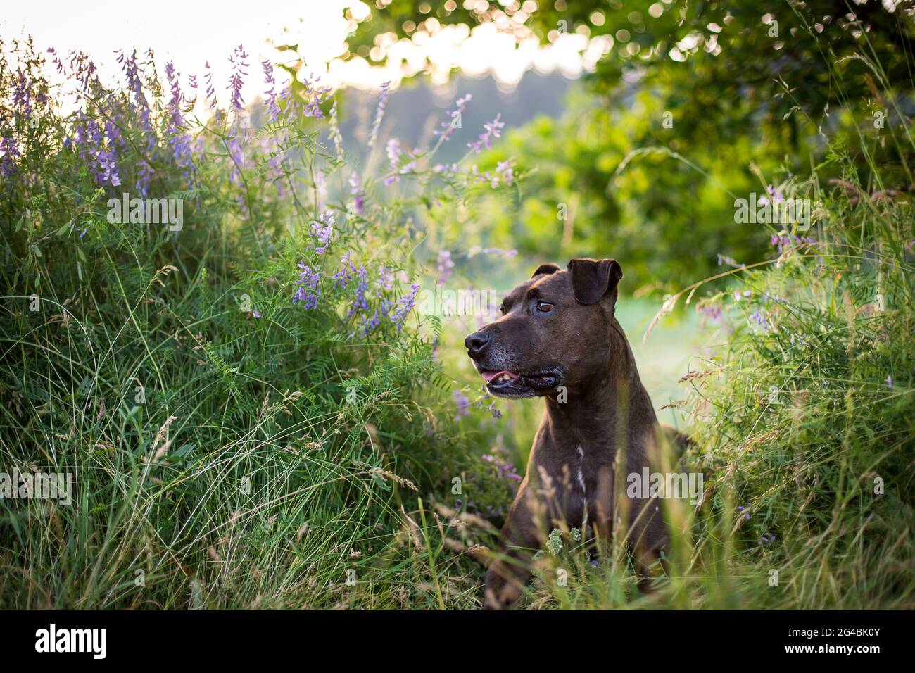 Mixbred dog in the evening sun Stock Photo