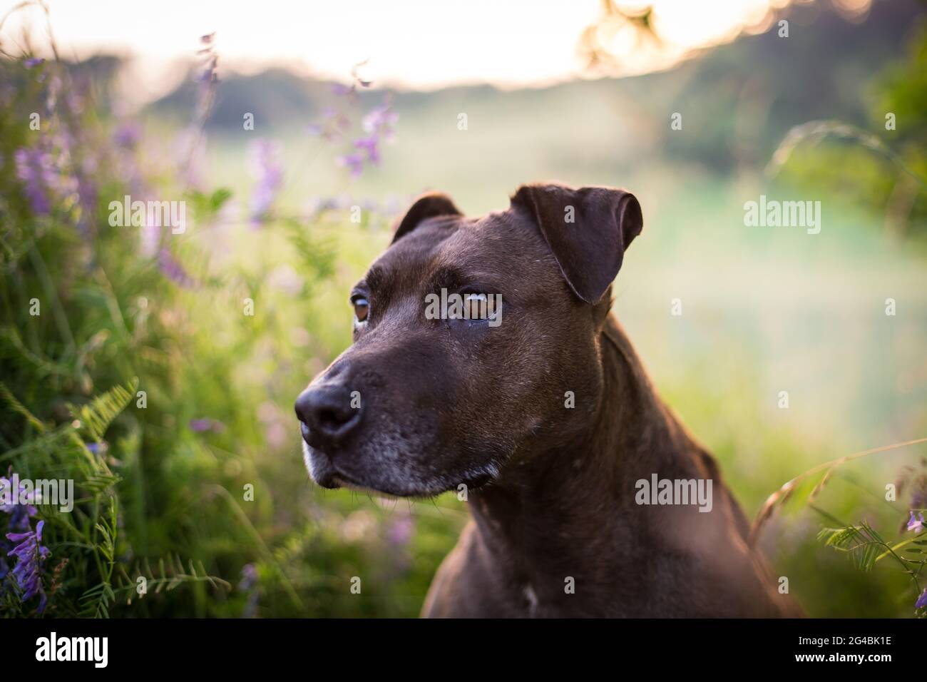 Mixbred dog in the evening sun Stock Photo