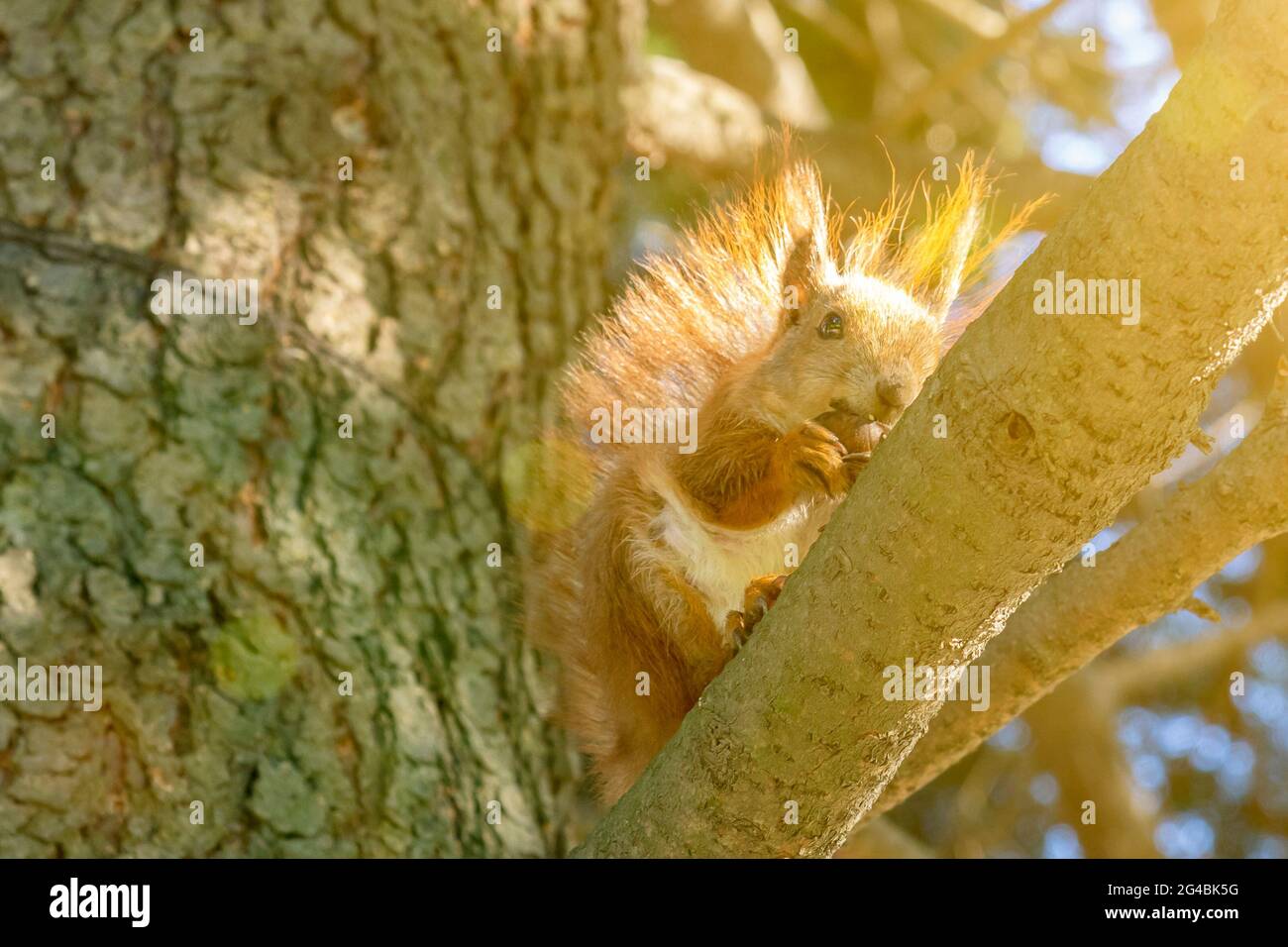 Squirrel with a nut on the tree . Funny squirrel whis a nut . Sciurus. Rodent. A squirrel sits on a tree and eats a nut. Beautiful squirrel in the Stock Photo
