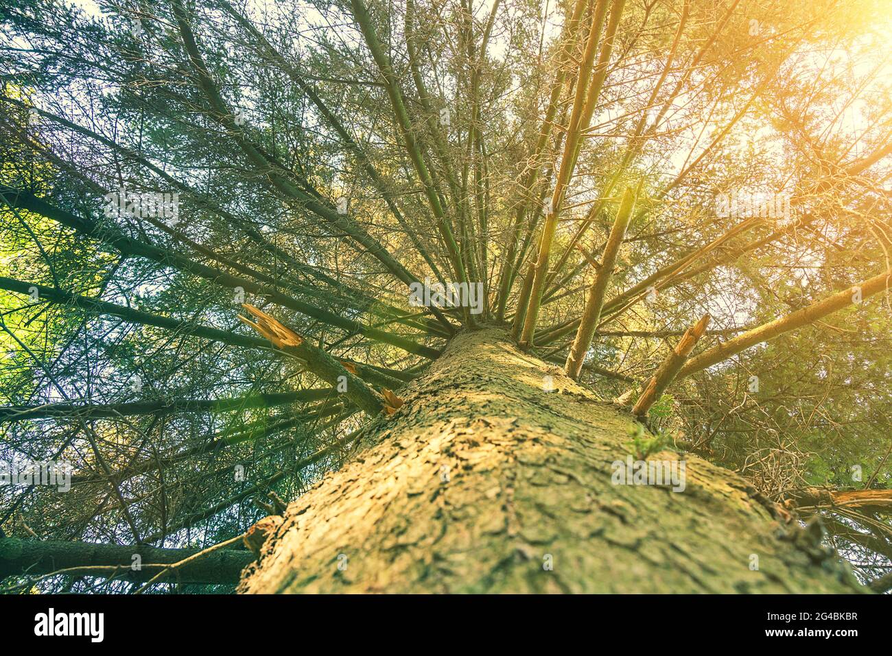 Tree top seen from the bottom. Up view of tree and sunlight effect. sun's rays make their way through the branches of a tree. Deciduous tree seen from Stock Photo