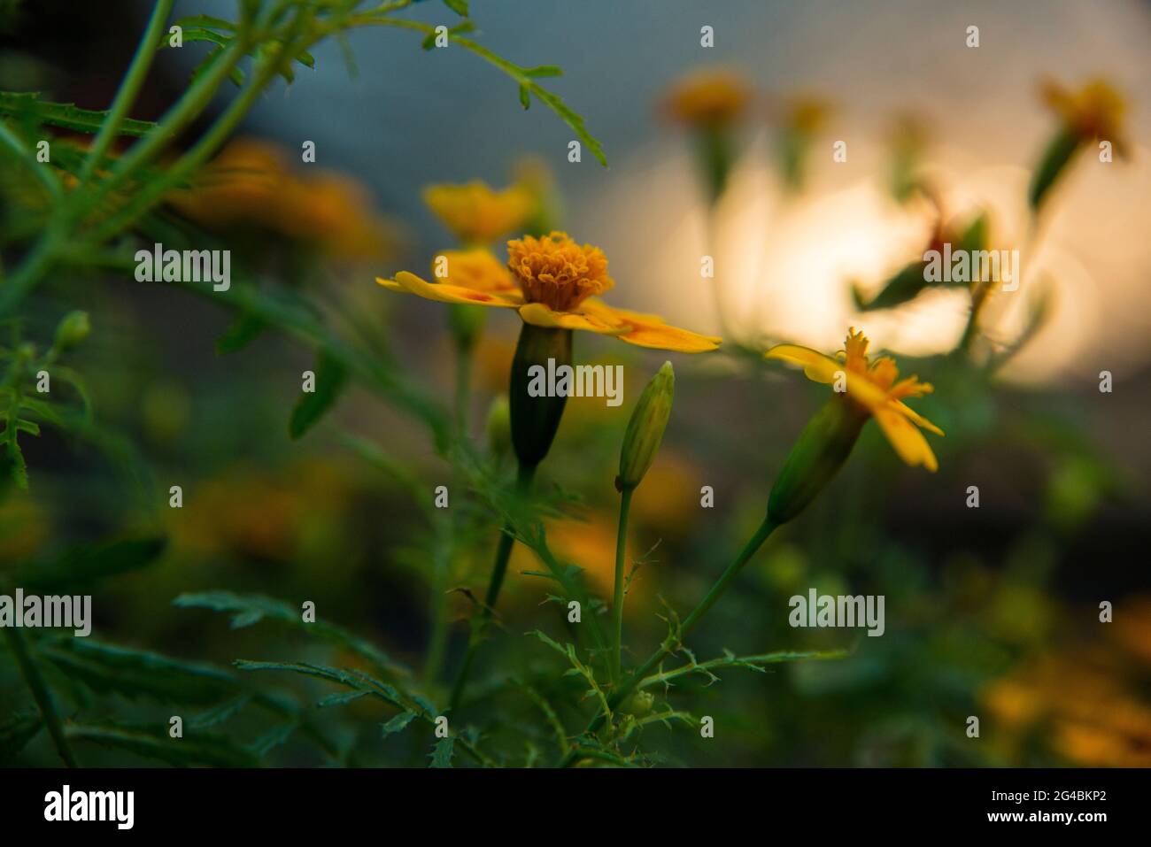 Essbare Tagetes  Blüte, Edible Tagetes flower Stock Photo