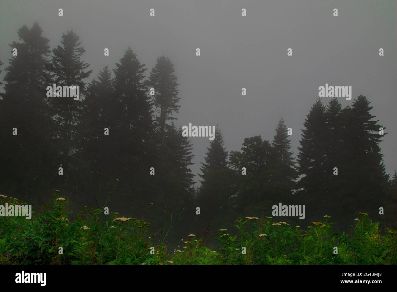 Fog over alpine forest hi-res stock photography and images - Alamy