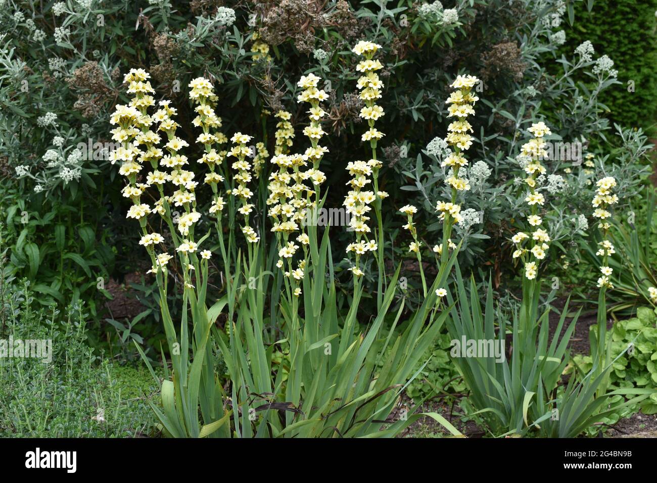 Flower Reeds Bloomnet Reeds with cream blossom Stock Photo - Alamy