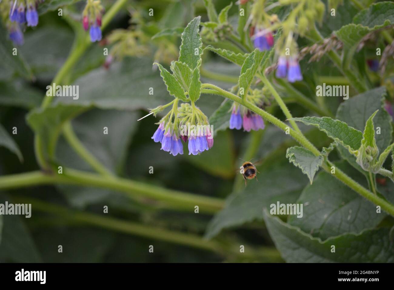 Bee flying towards flowers of Comfrey, Symphytum officinale Stock Photo