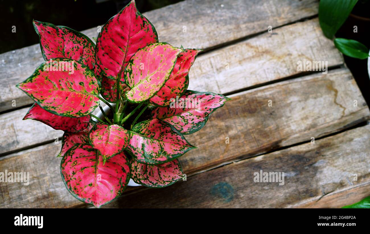 Beautiful King Red Aglaonema Stock Photo - Alamy