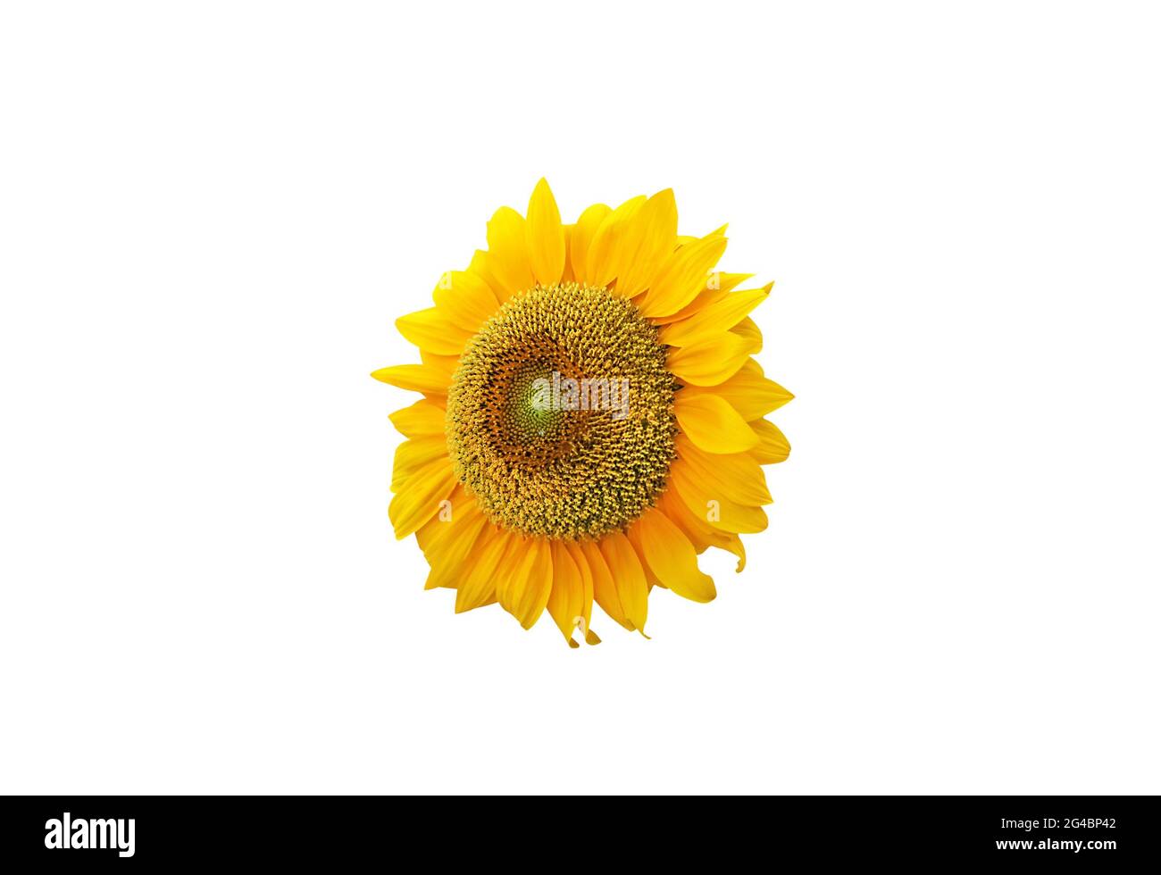 Beautiful sunflower isolated on white background Stock Photo - Alamy