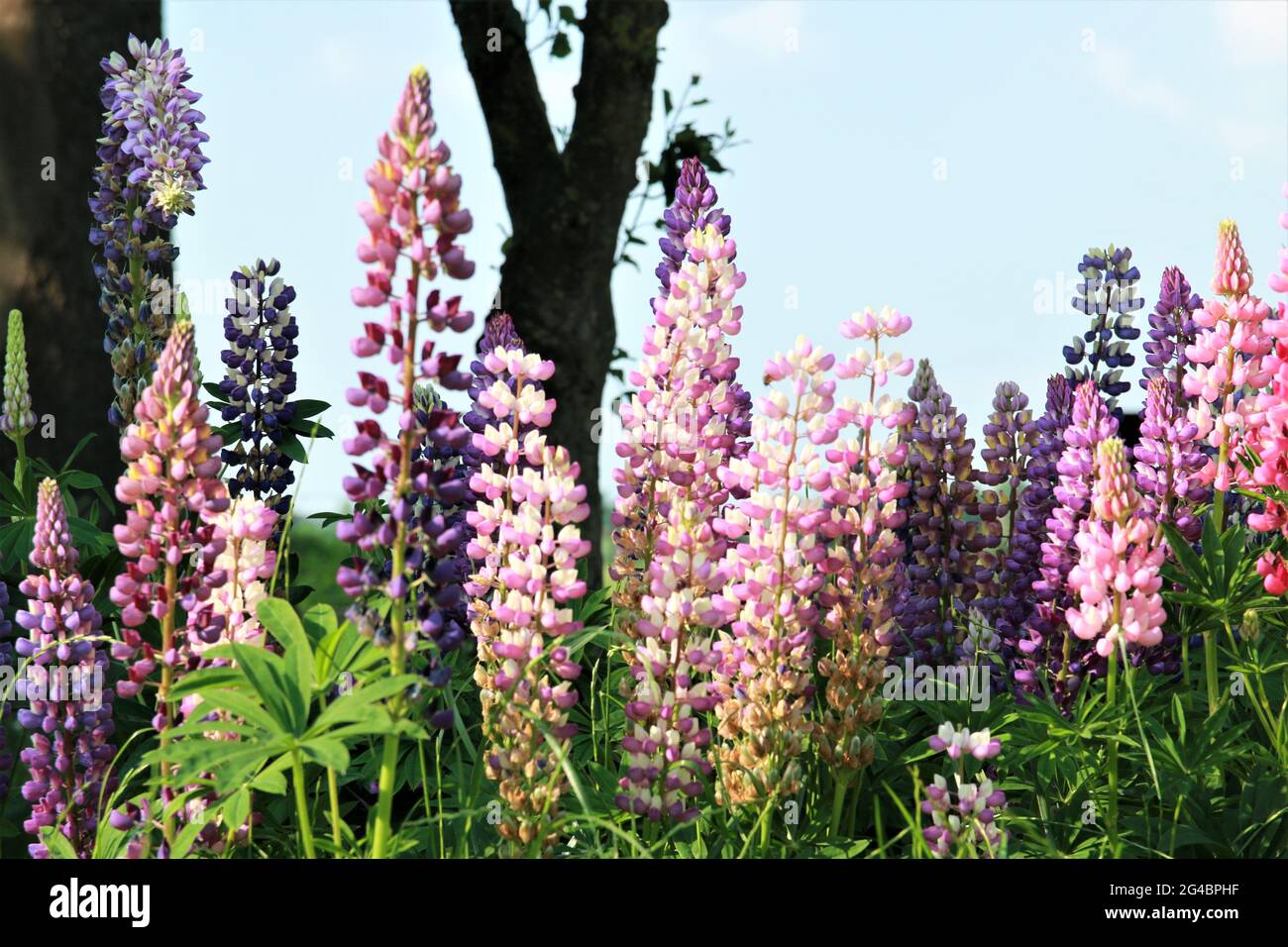 Close up of colorful pink and purple lupins Stock Photo