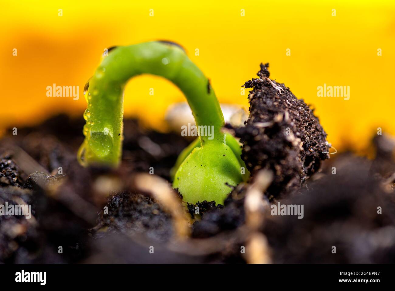 Macro photo of sprouting white beans with wrapped leaves coming out of the ground in a yellow pot. Stock Photo