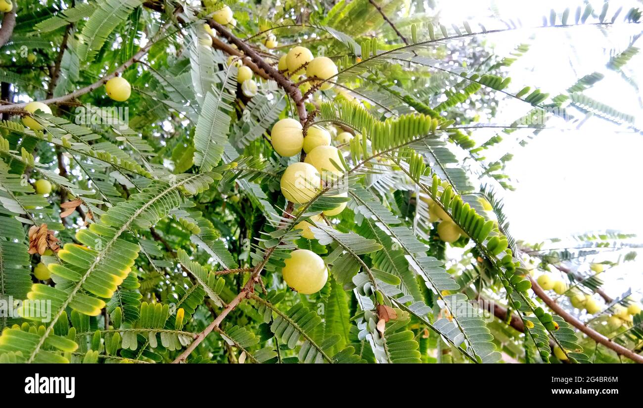 Indian Gooseberries or Amla fruit on tree with green leaf / Phyllanthus emblica traditional Indian gooseberry tree for Ayurvedic herbal medicines and Stock Photo