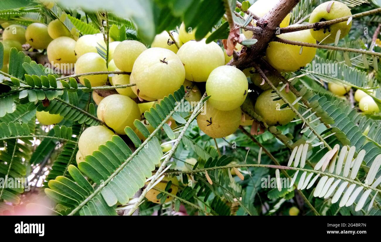 Indian Gooseberries or Amla fruit on tree with green leaf / Phyllanthus emblica traditional Indian gooseberry tree for Ayurvedic herbal medicines and Stock Photo