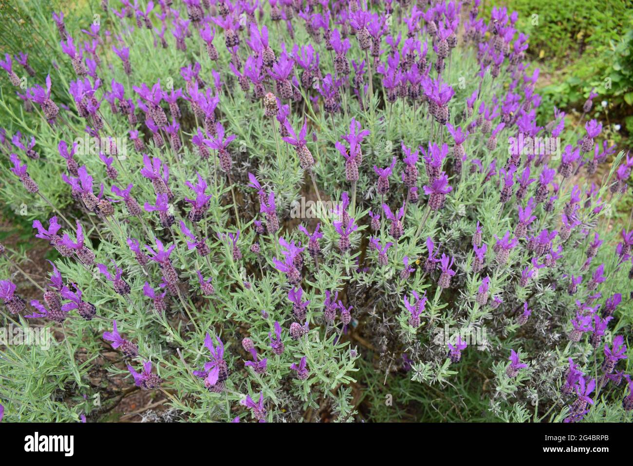 Large lavender bush Stock Photo